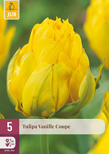 X   5 TULIPA VANILLE COUPE