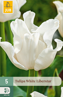 X   5 TULIPA WHITE LIBERSTAR