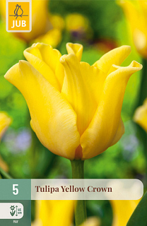 X   5 TULIPA YELLOW CROWN