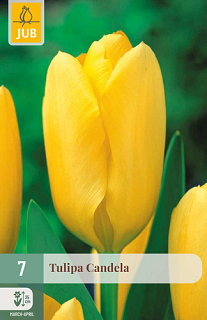 X   7 TULIPA CANDELA