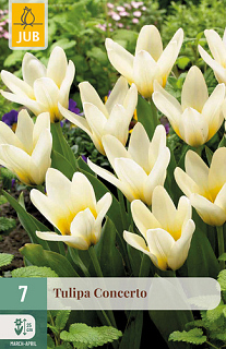 X   7 TULIPA CONCERTO