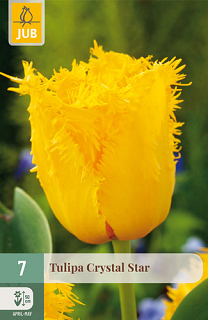 X   7 TULIPA CRYSTAL STAR