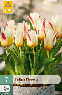 X   7 TULIPA FLORESTA