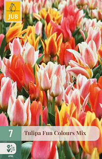 X   7 TULIPA FUN COLOURS