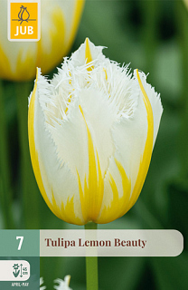 X   7 TULIPA LEMON BEAUTY