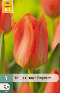 X   7 TULIPA ORANGE EMPEROR
