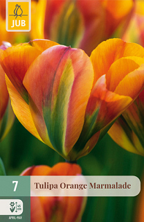 X   7 TULIPA ORANGE MARMELADE