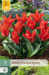 X   7 TULIPA ORIENTAL BEAUTY