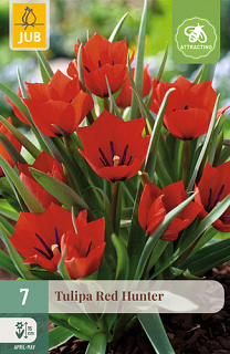 X   7 TULIPA RED HUNTER