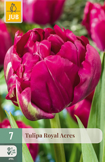X   7 TULIPA ROYAL ACRES