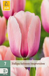 X   7 TULIPA SALMON IMPRESSION