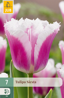 X   7 TULIPA SIESTA
