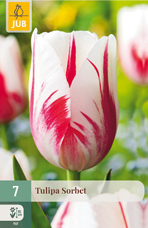 X   7 TULIPA SORBET