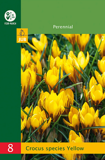 X   8 CROCUS SPECIES YELLOW