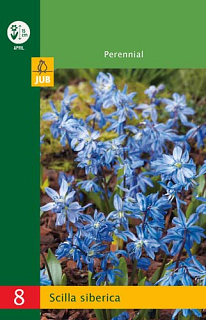 X   8 SCILLA SIBERICA