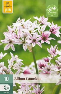 X 10 ALLIUM CAMELEON