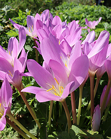 X   10 COLCHICUM AUTUMNALE