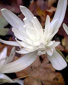 X   10 COLCHICUM AUTUMNALE ALBOPLENUM