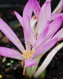 X   10 COLCHICUM CILICICUM