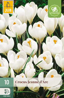 X 10 CROCUS JEANNE D'ARC