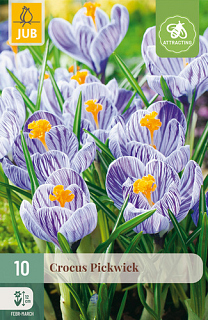 X 10 CROCUS PICKWICK