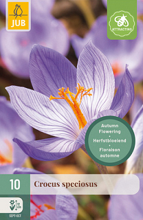 X 10 CROCUS SPECIOSUS