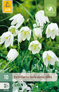 X 10 FRITILLARIA MELEAGRIS ALBA