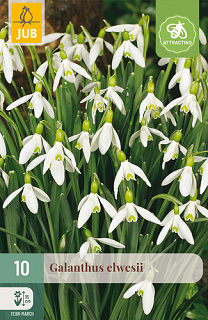X 10 GALANTHUS ELWESII