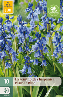 X 10 HYACINTHOIDES HISPANICA BLAUW
