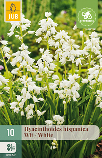 X 10 HYACINTHOIDES HISPANICA WIT