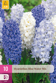 X 10 HYACINTHUS BLUE WATER MIX