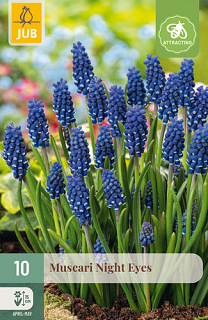 X 10 MUSCARI NIGHT EYES