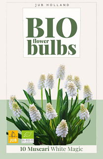 X 10 MUSCARI WHITE MAGIC - BIO