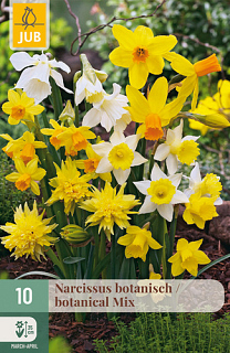 X 10 NARCISSUS BOTANISCH MIX