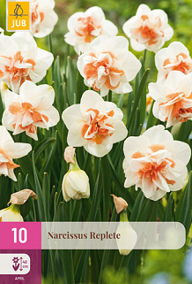X 10 NARCISSUS REPLETE