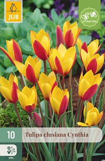 X 10 TULIPA CLUSIANA CYNTHIA