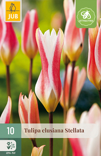 X 10 TULIPA CLUSIANA STELLATA