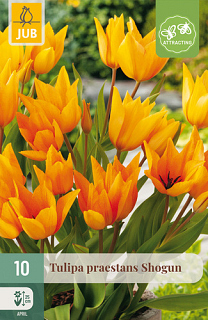 X 10 TULIPA PRAESTANS SHOGUN