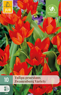 X 10 TULIPA PRAESTANS ZWANENBURG VARIETY