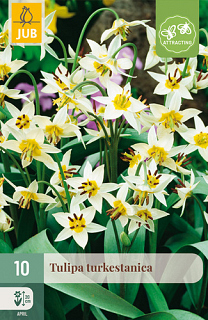 X 10 TULIPA TURKESTANICA