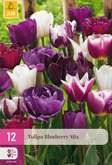 X 12 TULIPA BLUEBERRY MIX