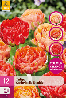 X 12 TULIPA GUDOSHNIK DOUBLE