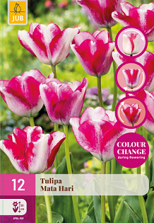 X 12 TULIPA MATA HARI