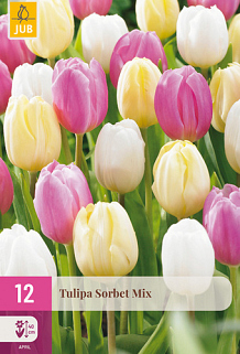 X 12 TULIPA SORBET MIX