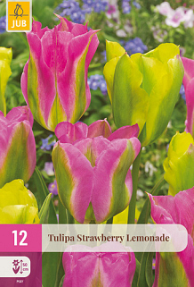 X 12 TULIPA STRAWBERRY LEMONADE