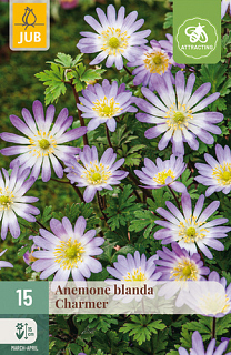 X 15 ANEMONE BLANDA CHARMER