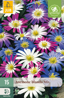 X 15 ANEMONE BLANDA MIX