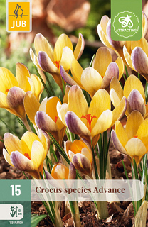 X 15 CROCUS ADVANCE