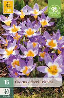 X 15 CROCUS SIEBERI TRICOLOR