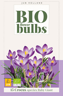 X 15 CROCUS TOMMASINIANUS RUBY GIANT - BIO